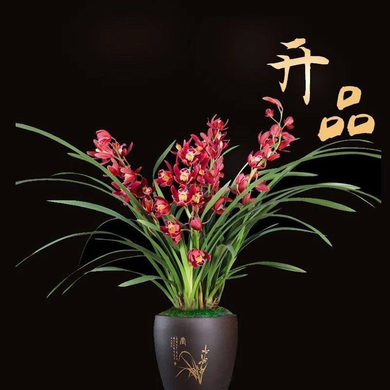 【红双喜】兰花苗净味花卉好养活阳台绿植盆栽蕙兰兰花盆栽,鲜花速递/花卉仿真/绿植园艺,国兰/杂交兰/洋兰类,淘宝优惠券,粉丝福利购,淘宝优惠卷