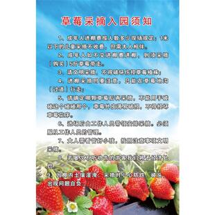 草莓采摘园广告牌定制草莓采摘贴纸自粘草莓采摘广告喷绘布定制