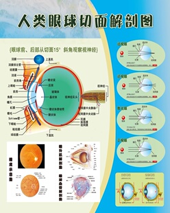 人类眼球切面解剖图海报预防近视墙贴纸近视防控刻不容缓KT板