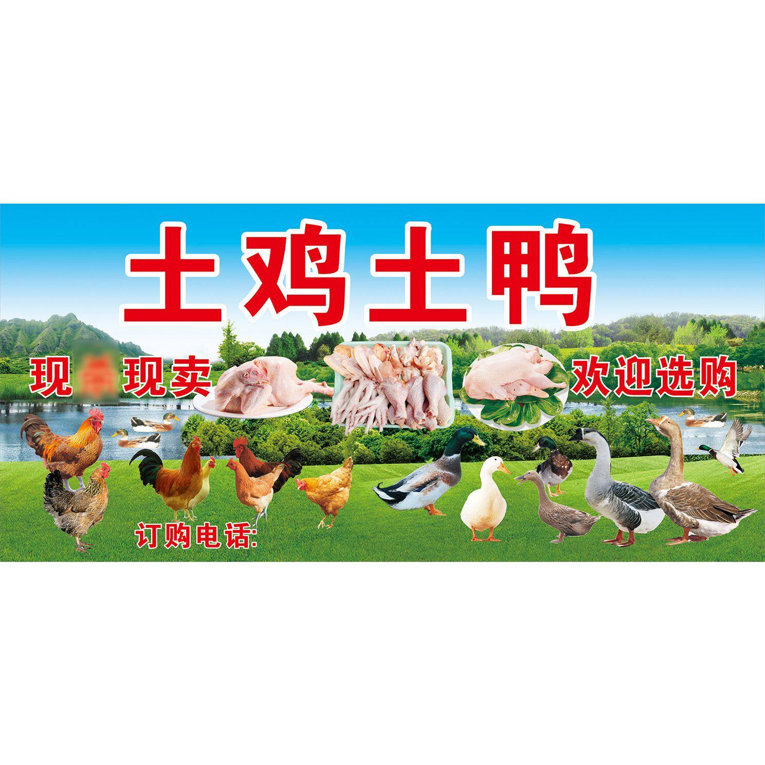土鸡土鸭现现卖海报广告贴纸自粘其它印刷制品