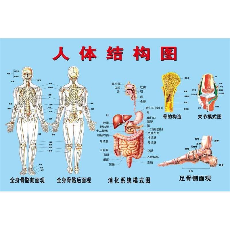 人体结构图 装饰画 人体穴位图 挂图 人体骨骼解剖图海报墙贴墙纸