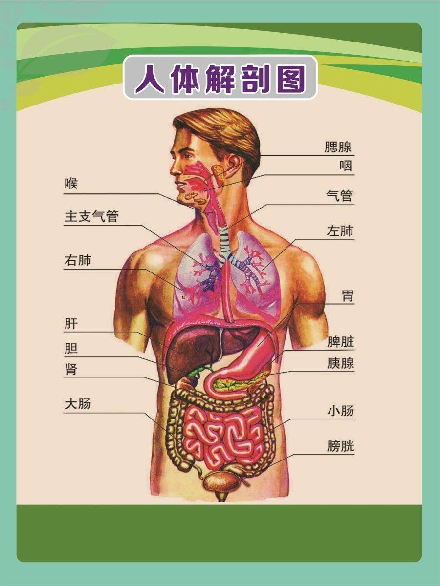 人体解剖图穴位医学人体结构图片内脏器官骨骼肌肉构造挂图画全身