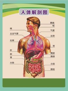 人体解剖图穴位医学人体结构图片内脏器官骨骼肌肉构造挂图画全身