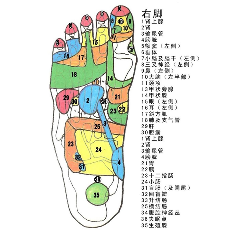 右脚海报展板额头保健按摩中药泡脚三叉神经、颞叶挂图装饰画
