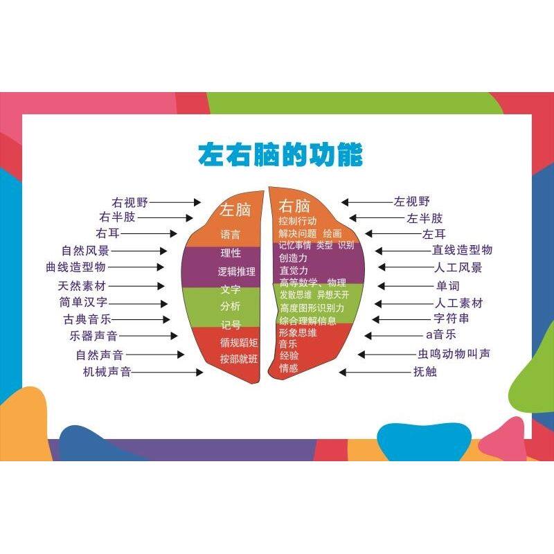 左右脑的功能 展板 左右脑功能图 挂图 左、右脑各司其职墙贴墙纸