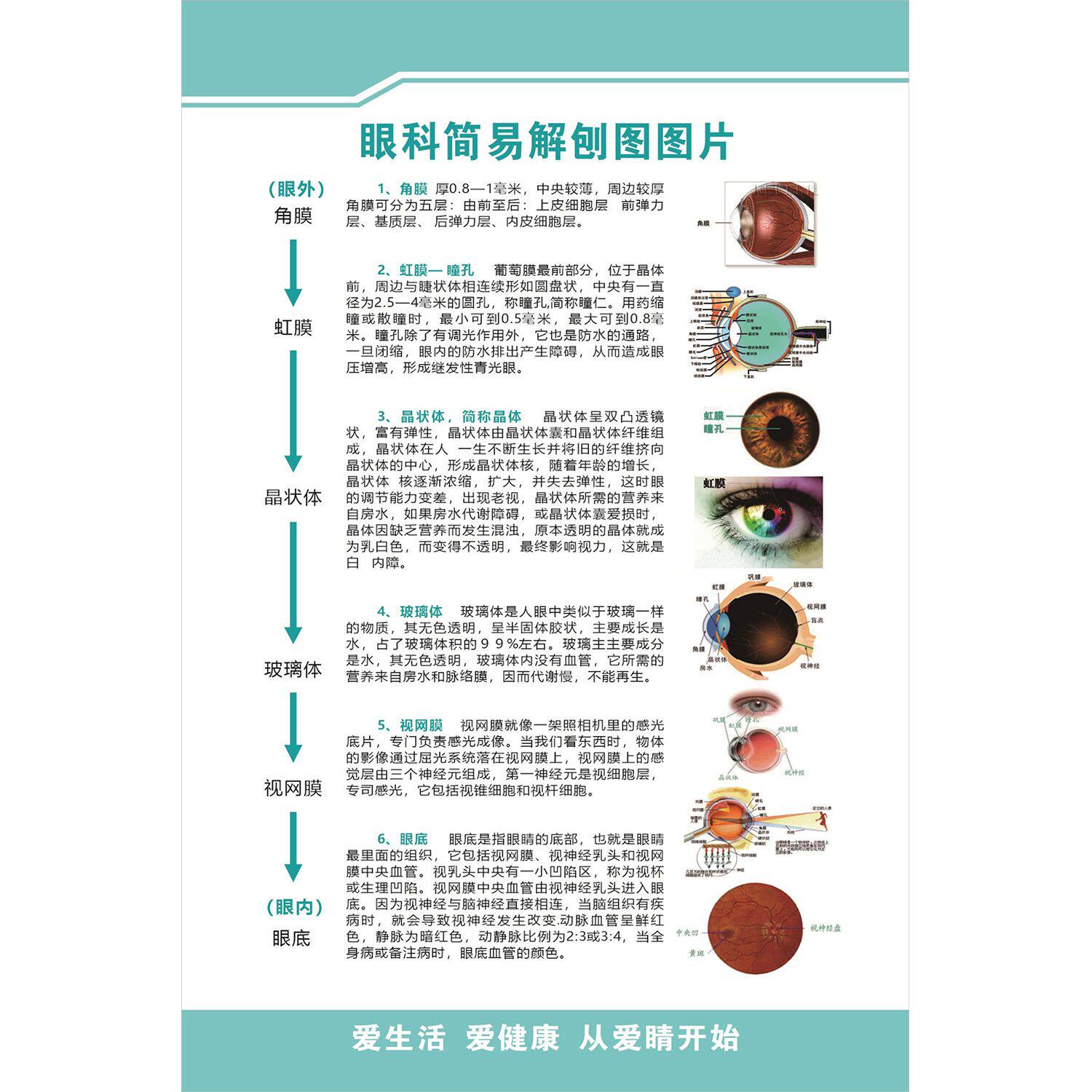 眼科简易解刨图海报展板虹膜眼睛的结构与功能人体感觉器墙贴纸