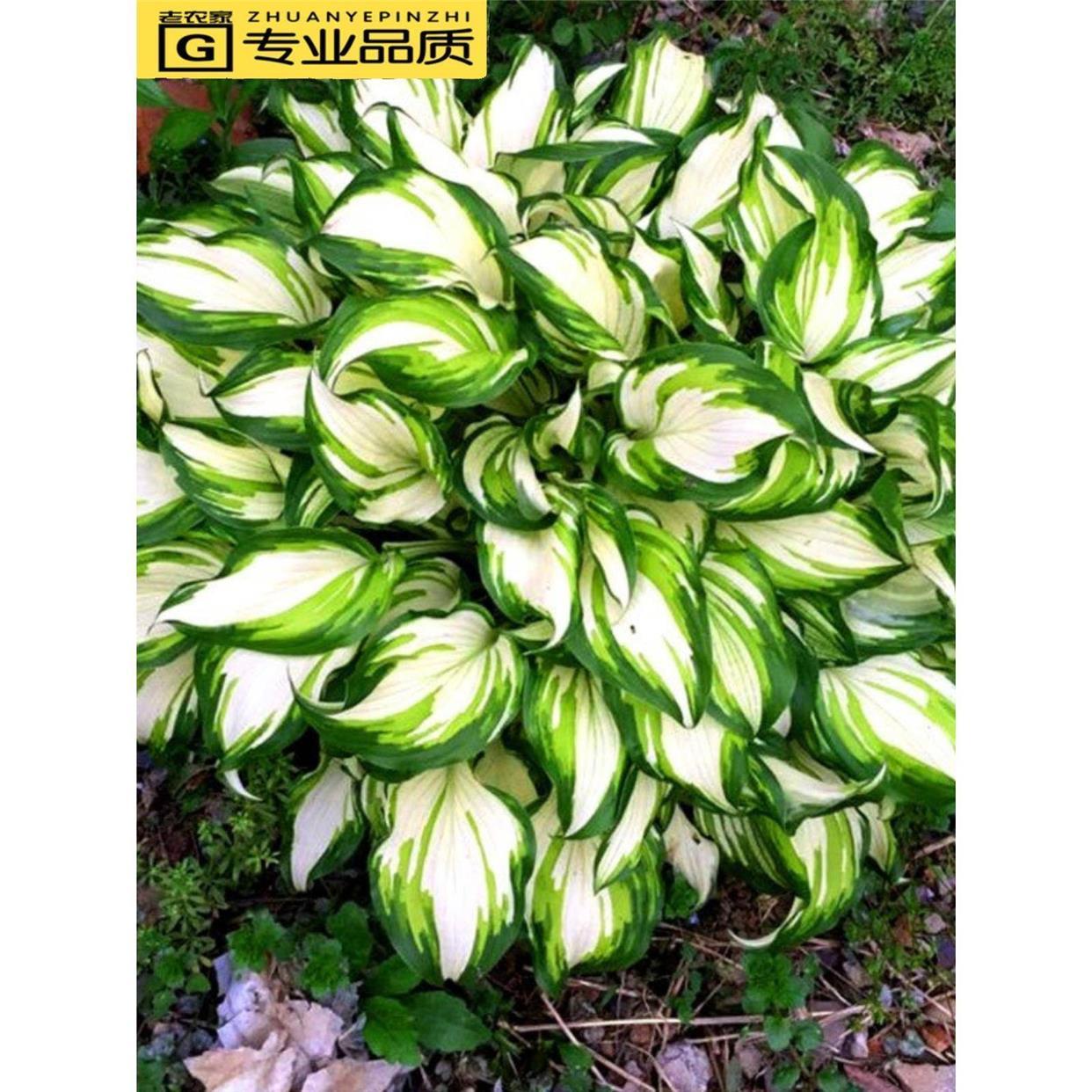 t花苗玉簪耐寒耐旱花卉植物 室外室内盆栽花坛多年生宿根绿植观叶