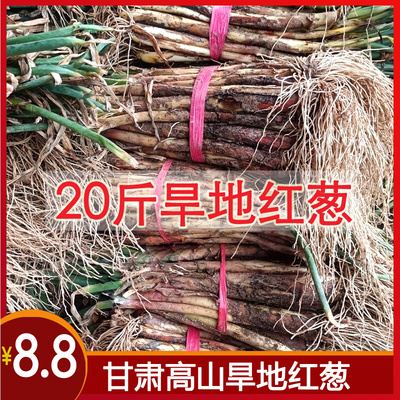 甘肃陇南新鲜红葱头种陕北大10