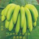 新鲜banana新鲜水果现采鲜蕉 天天特价 包邮 新鲜香蕉