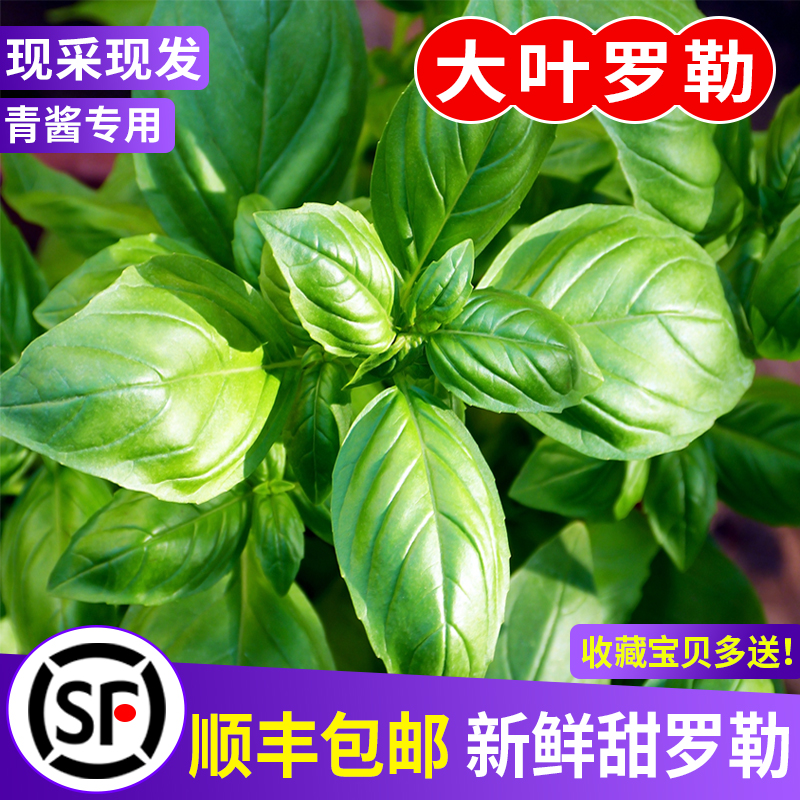 新鲜罗勒叶子食用香料大叶罗勒叶500g西餐青酱食材非九层塔basil