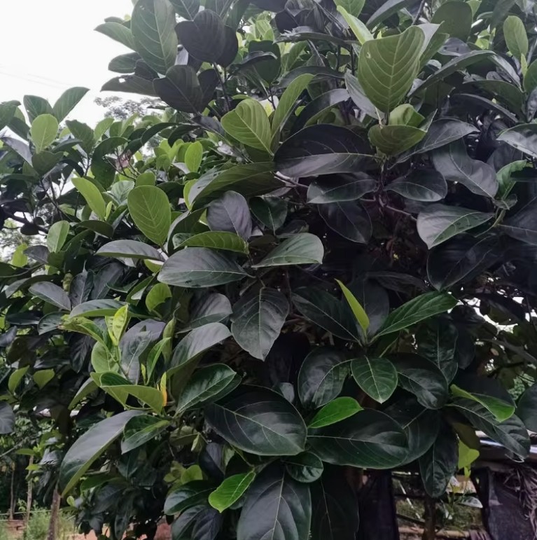 现摘新鲜菠萝蜜叶子菠萝包糍粑艾饼垫叶装饰可喂鸣虫素背冠脉喂兔