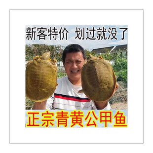 5青黄背公雄大甲鱼活体鲜活食用水鱼团鱼外塘老鳖小甲鱼苗放生