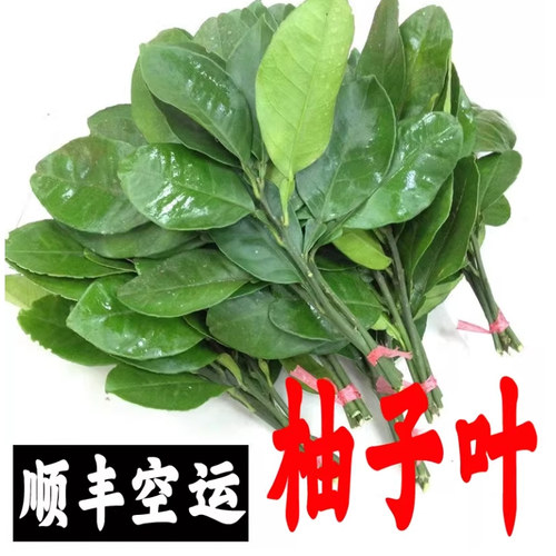 新鲜柚子叶现摘顺丰包邮带枝洗澡30年老树【6把 】当天摘全国包