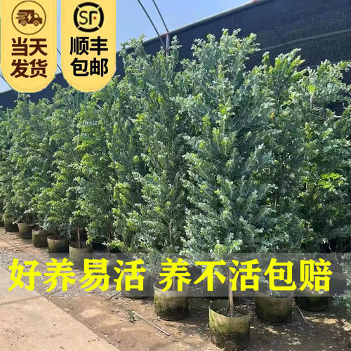 银叶金合欢盆栽庭院阳台吸甲醛