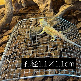 A鬃狮金属网爬台爬虫攀爬架子蜥蜴攀爬伞蜥幼体成体晒背休息台
