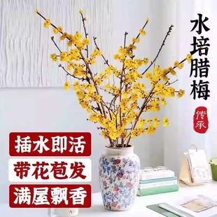 腊梅鲜切花干枝腊梅水培腊梅鲜花带花苞干枝腊梅枝条遇水开鲜切花