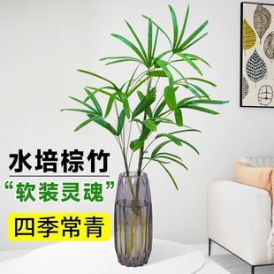 水培棕竹细叶大叶棕竹水培绿植米竹子带根室内适合水养的花卉植物