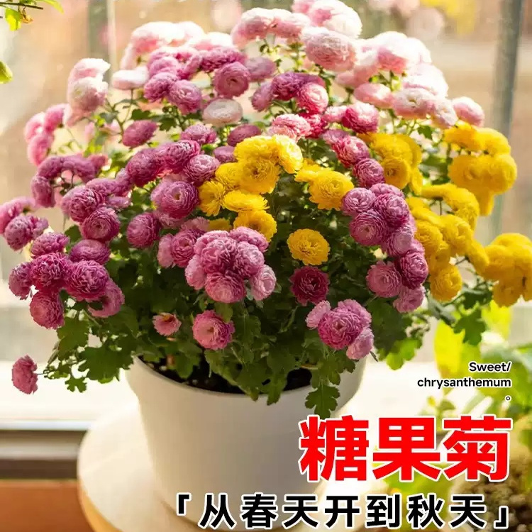 彩虹糖果菊花种籽子小雏菊翠菊阳台庭院播种易活一年四季都开花籽