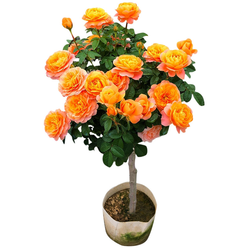 棒棒糖树桩月季花苗大朵花卉植物庭院玫瑰花树状果汁阳台