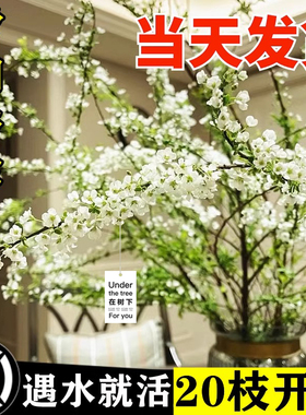 雪柳鲜枝干枝支盆栽喷雪插花卉水培植物室内好养绿植枯木逢春龙柳