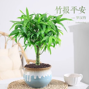 佛肚竹盆栽罗汉竹老桩四季常青植物办公室内客厅矮化盆景花卉绿植