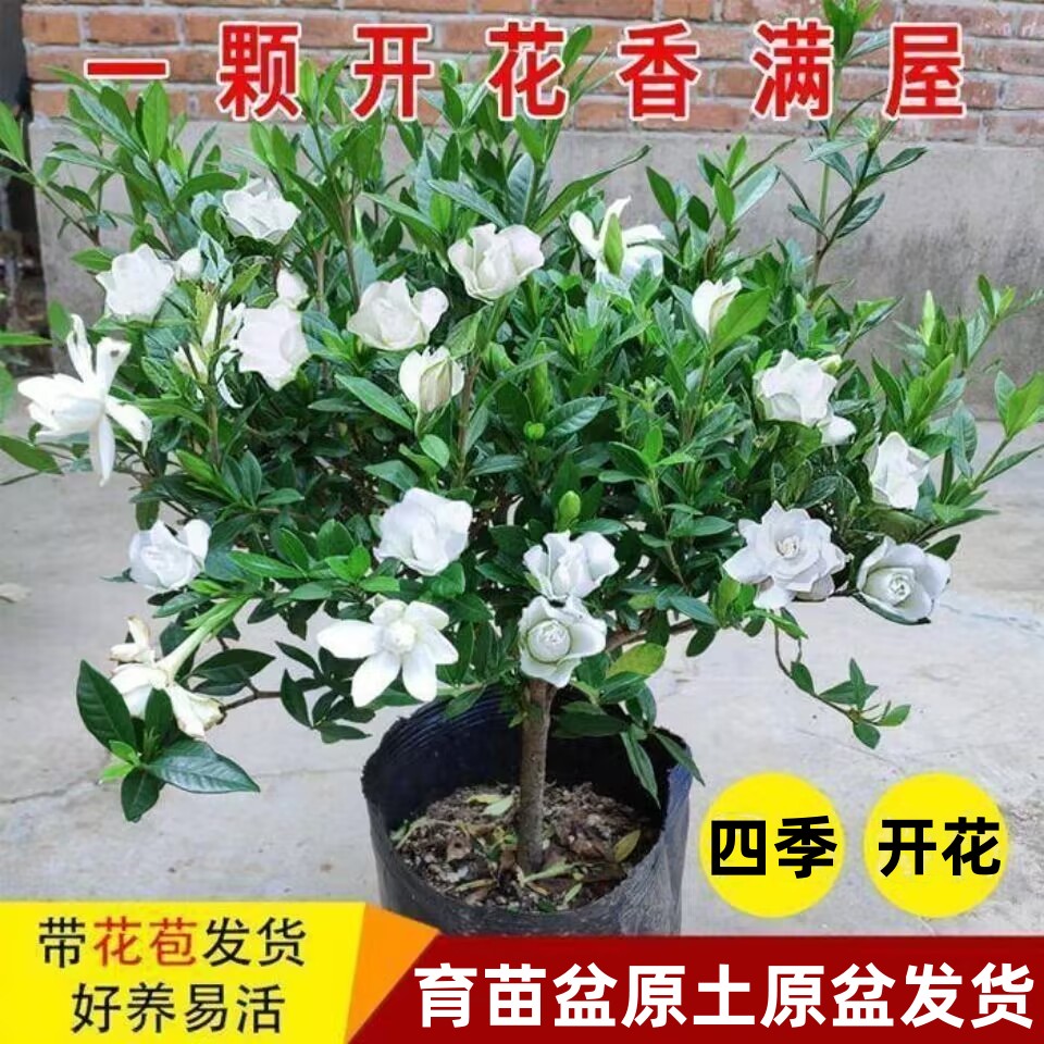 小叶独杆栀子花盆栽重瓣室内外四季开花花卉植物绿植浓香型带花苞