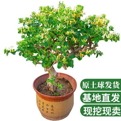 树苗阳台金银花绿植芳香四溢四季