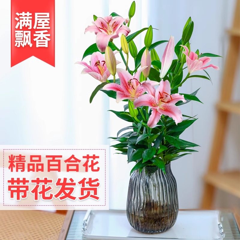 水培植物香水百合花盆栽带花苞室内客厅好养花卉水养插花
