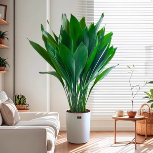 一叶兰盆栽植物室内 客厅大叶观叶绿植四季常青网红懒人植物花卉