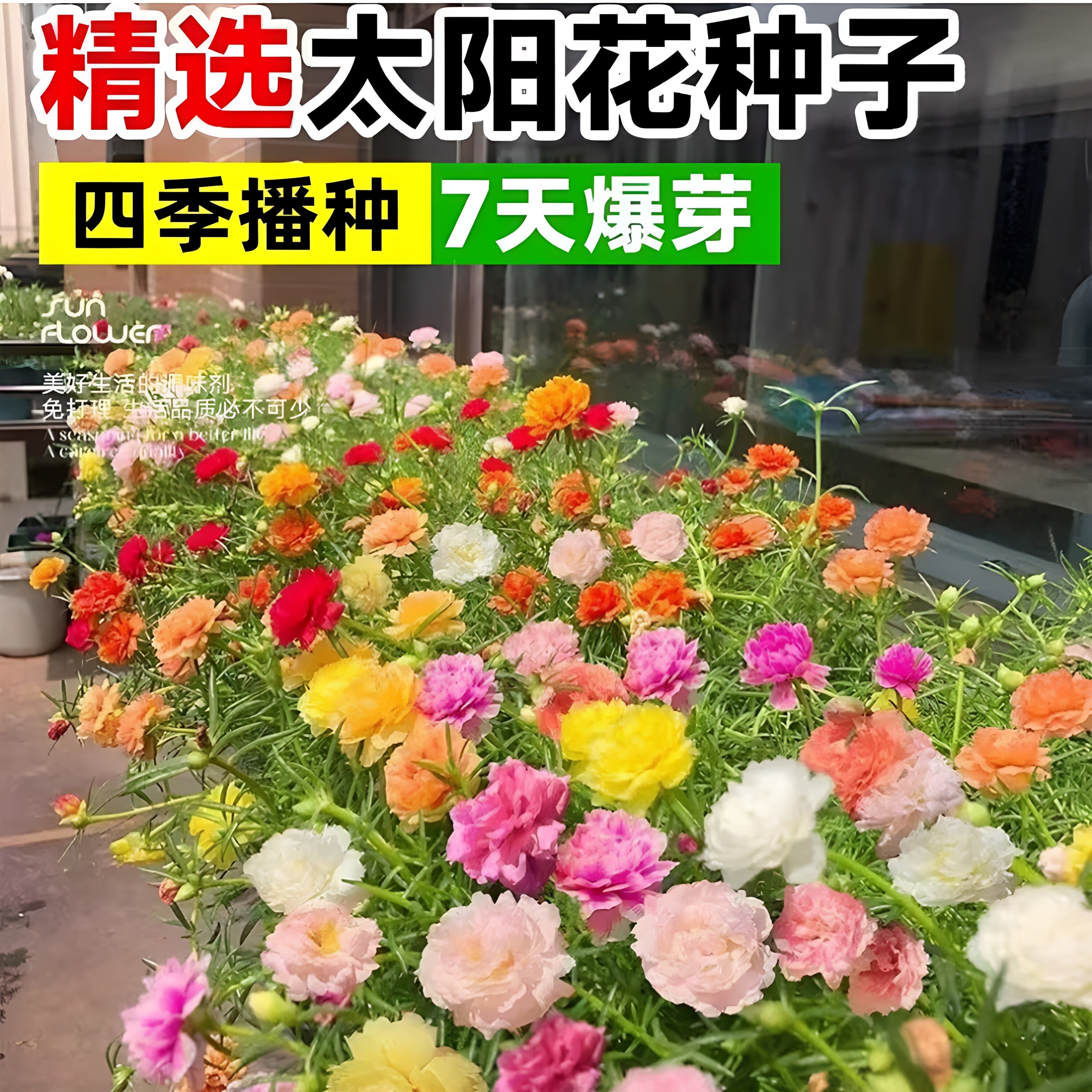 重瓣太阳花种孑籽子混色四季播种开花花卉易活阳台室内盆栽苗庭院