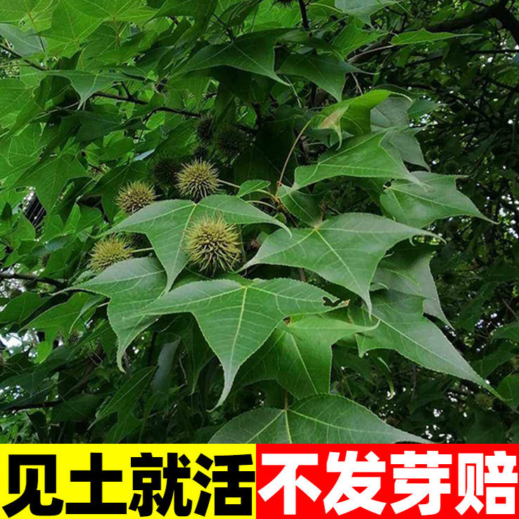 枫香种子林木种子枫香树种子绿化种籽四季庭院风景树阳台花卉种籽