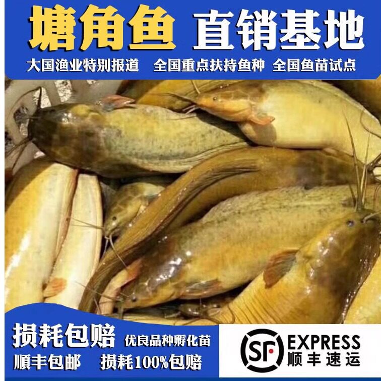 正宗本地塘角鱼苗三黄塘角鱼苗