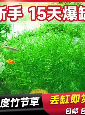 印度竹节草金鱼藻蜈蚣草九冠万年藓新手好养耐活懒人阴性水草鱼缸