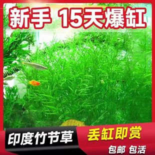 印度竹节草金鱼藻蜈蚣草九冠万年藓新手好养耐活懒人阴性水草鱼缸