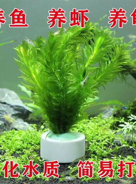 净水真水草植物蜈蚣草绿菊淡水养龟鱼缸造景水草金鱼藻浮萍懒人