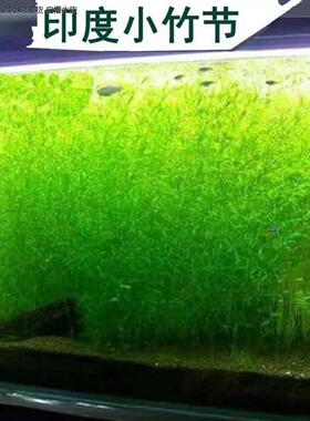 印度竹节草新手好养耐活懒人阴性水草孔雀鱼鱼缸装饰造景净化水质