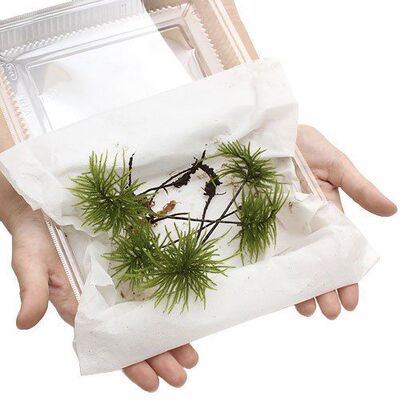 万年藓水草苔藓棕榈莫斯鲜活苔藓鱼缸水族箱生态瓶雨淋缸造景水草