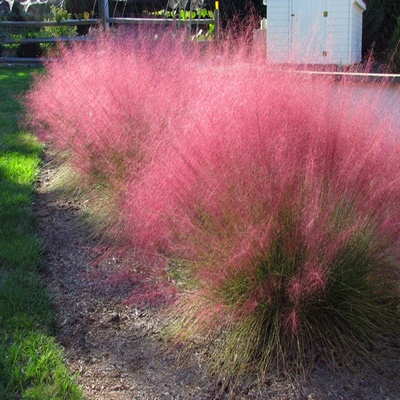 粉黛乱子草花种多年生观赏