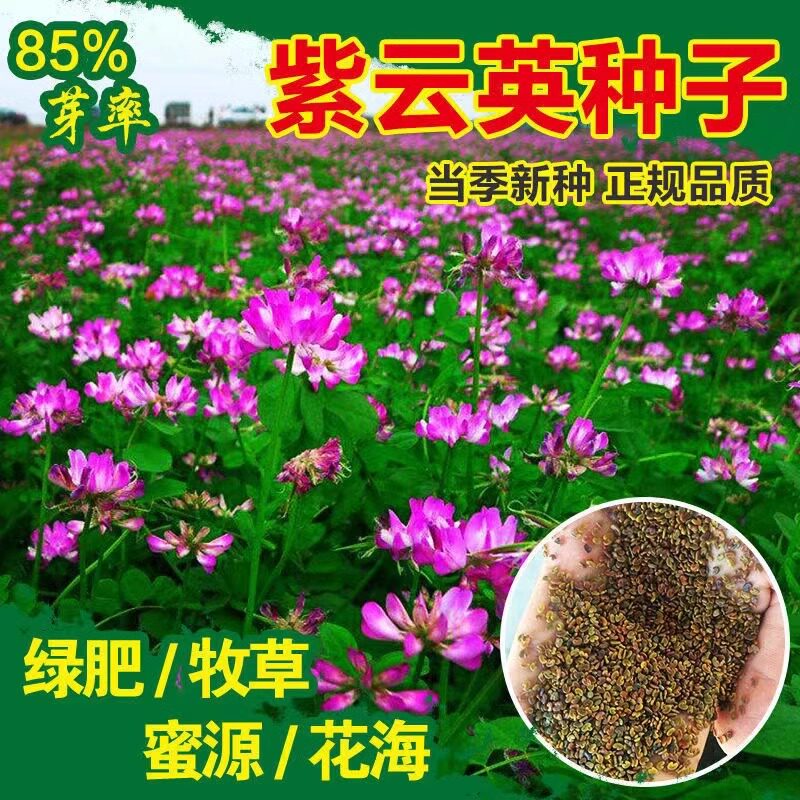 紫云英种子绿肥种籽红花草籽种牧草果园草种养蜂蜜源植物翘摇草籽