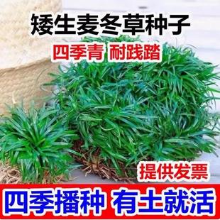新采麦冬草 种子 玉龙草种子 金边麦冬 草籽 日本矮麦冬草种子