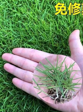 草坪种子矮脚四季常青庭院免修剪草籽种绿化黑麦草护坡狗牙根草皮