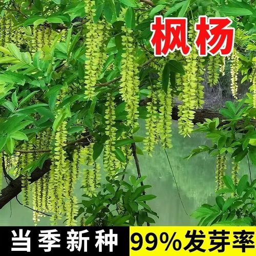 亚安谷杨树种子元宝树种子