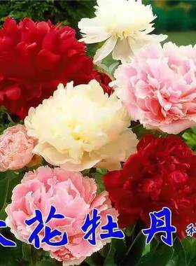 洛阳牡丹种籽花子混色春播