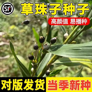 草珠子种子佛珠手串链草菩提尿珠子穿门帘吊坠串门大粒草珠颈椎枕