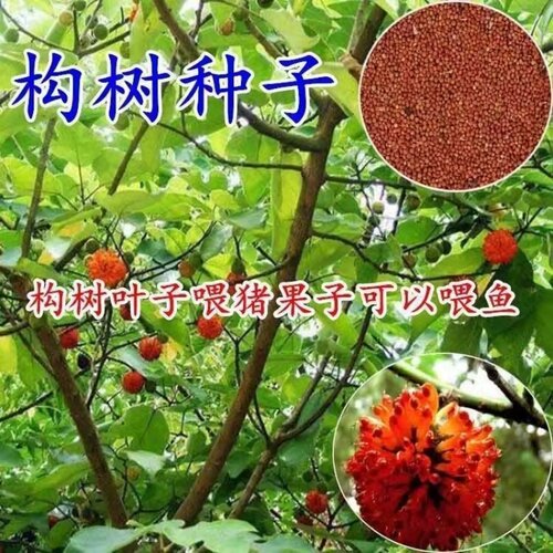 构树种子构桃树构乳树