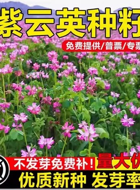 紫云英种子秋播绿肥种籽红花草籽种牧草高产绿化蜜源植物翘摇草籽