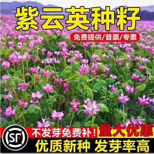 紫云英种子秋播绿肥种籽红花草籽种牧草高产绿化蜜源植物翘摇草籽