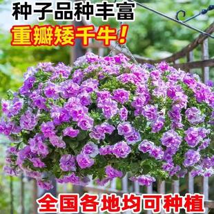 牵牛花种孑重瓣矮牵牛花四季播种开花垂吊喇叭花室内外盆栽花籽子