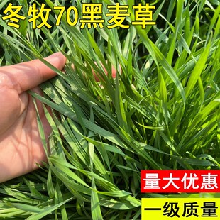 冬牧70黑麦草种子耐旱耐寒四季高产猪牛羊鱼兔饲用牧草种子批发