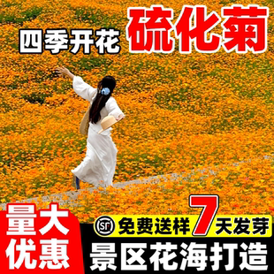 硫华菊种子四季开花庭院别墅花卉黄秋英硫化菊波斯菊花海景观种籽